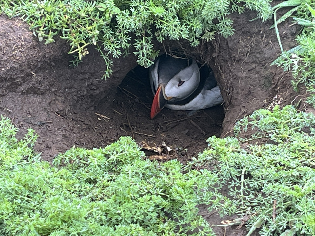 Skomer and Puffins