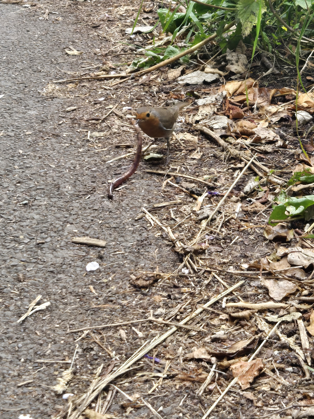 A robin is standing on the edge of a concrete path. He has just snatched up a worm. The thick long worm is now dangling in the Robin's small beak