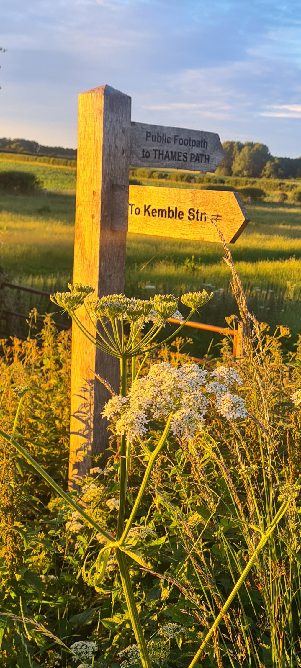 Wooden footpath sign at a field stile pointing to Kemble Station and the Thames Path with green wild foliage and cow parsley bathed in golden light