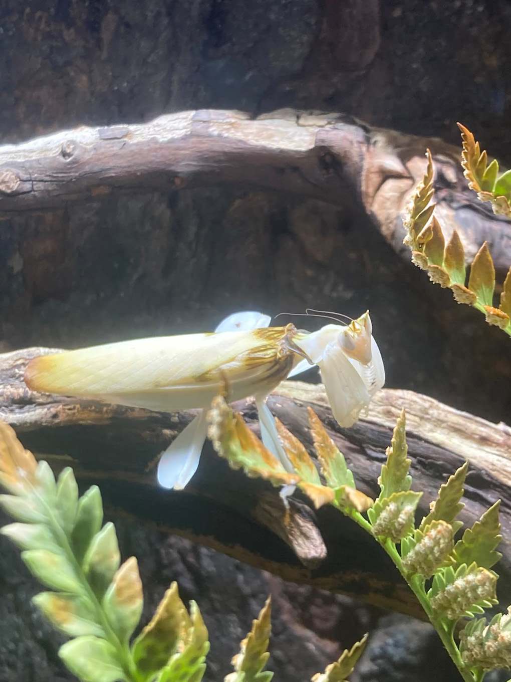Mantis which looks like an orchid sitting on a branch