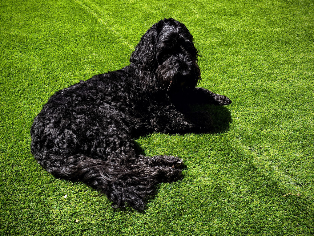 My black dog Ozzie in our garden looking very relaxed and not bothered about the 44 °C heat at all!
