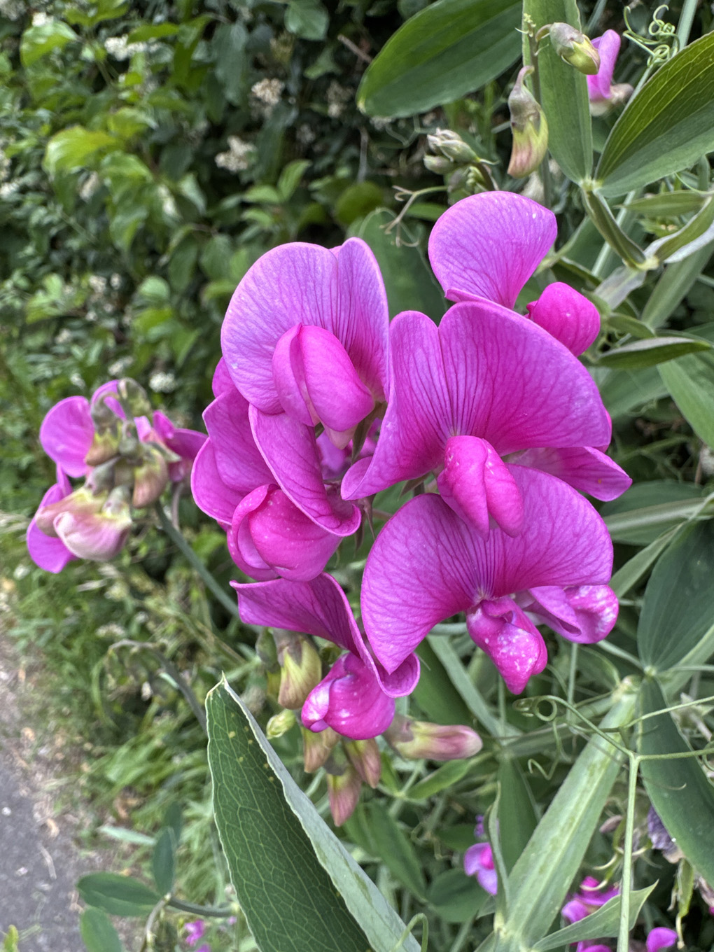 Vivid pink sweet pea flowers against a background of rich green leaves