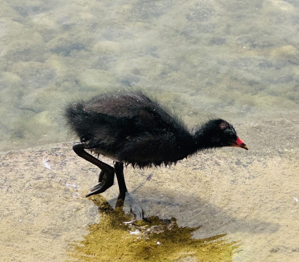 Small moorhen chick walking along the road edge of a pond