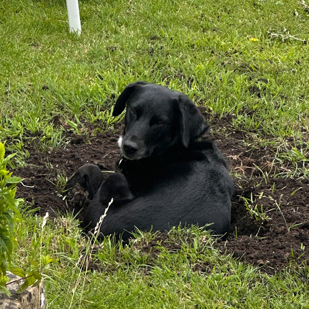 Dog in the dirt