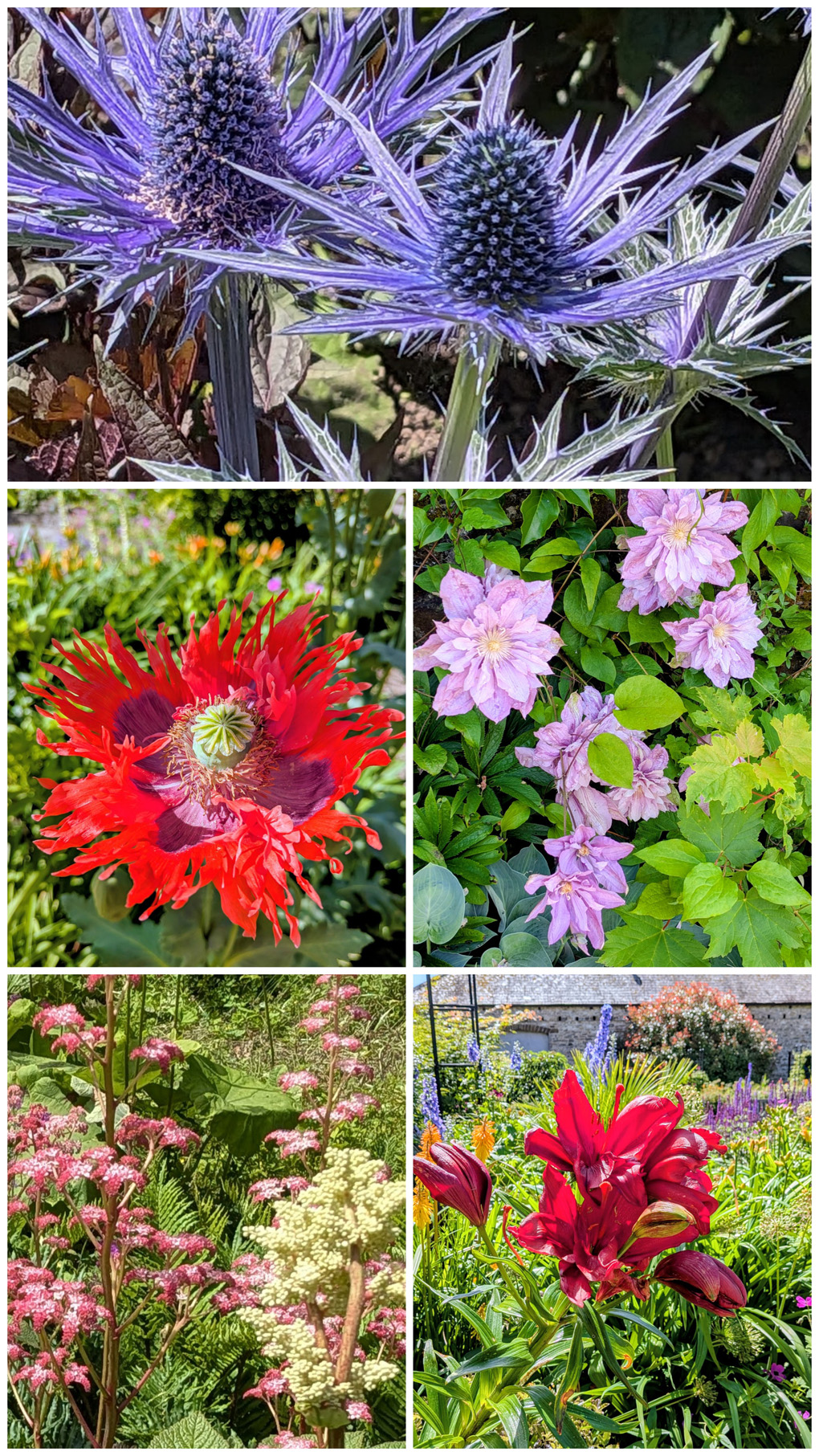 June has been too hot to venture out much but we were able to go for a short walk round a beautiful garden nearby where I took these shots. There were glorious colours round every corner. So upflifting!