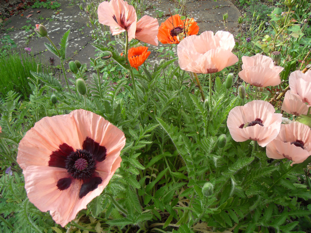 Large apricot-pink poppies in bloom