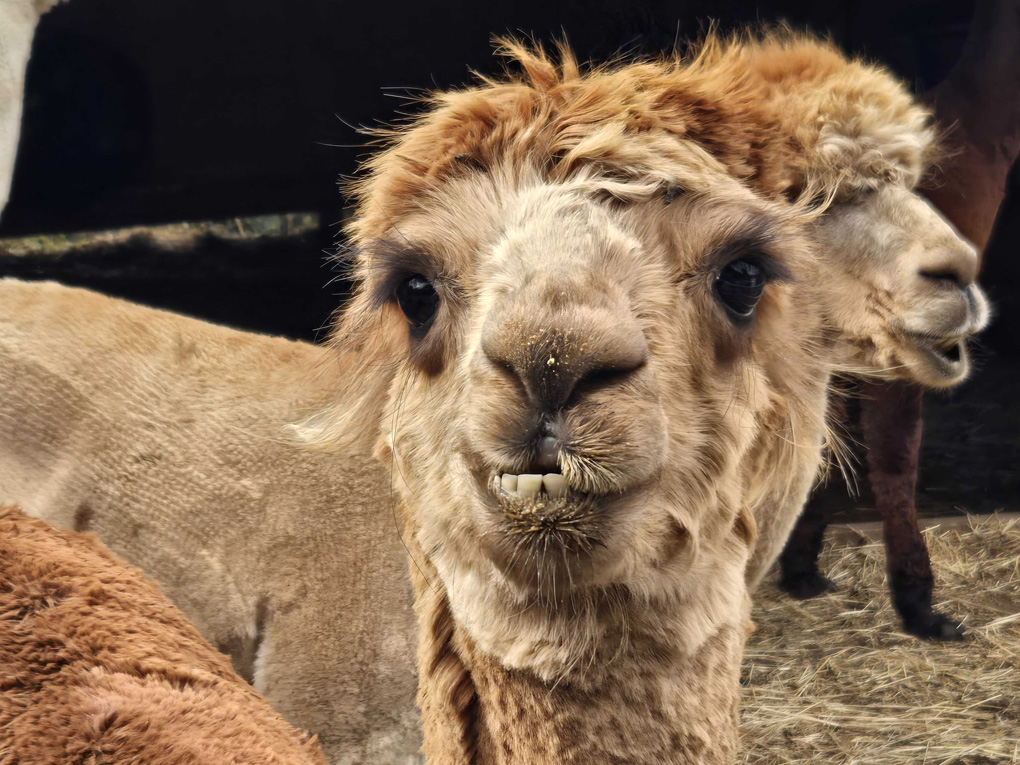 Head shot of an Alpaca. His thin teeth are visible because his bottom lip has drooped down. In the background there is another alpaca
