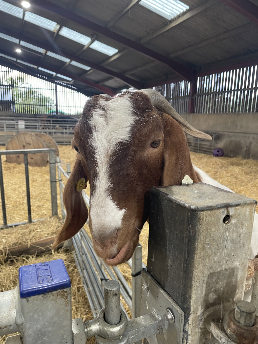 A friendly white and brown goat gives birthday blessings.