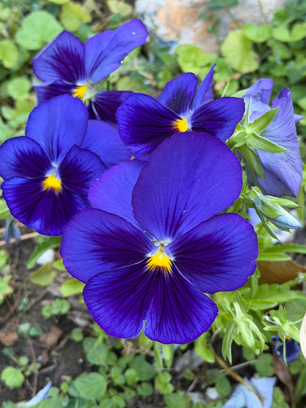 Beautiful pansies - stunning blue / violet colour