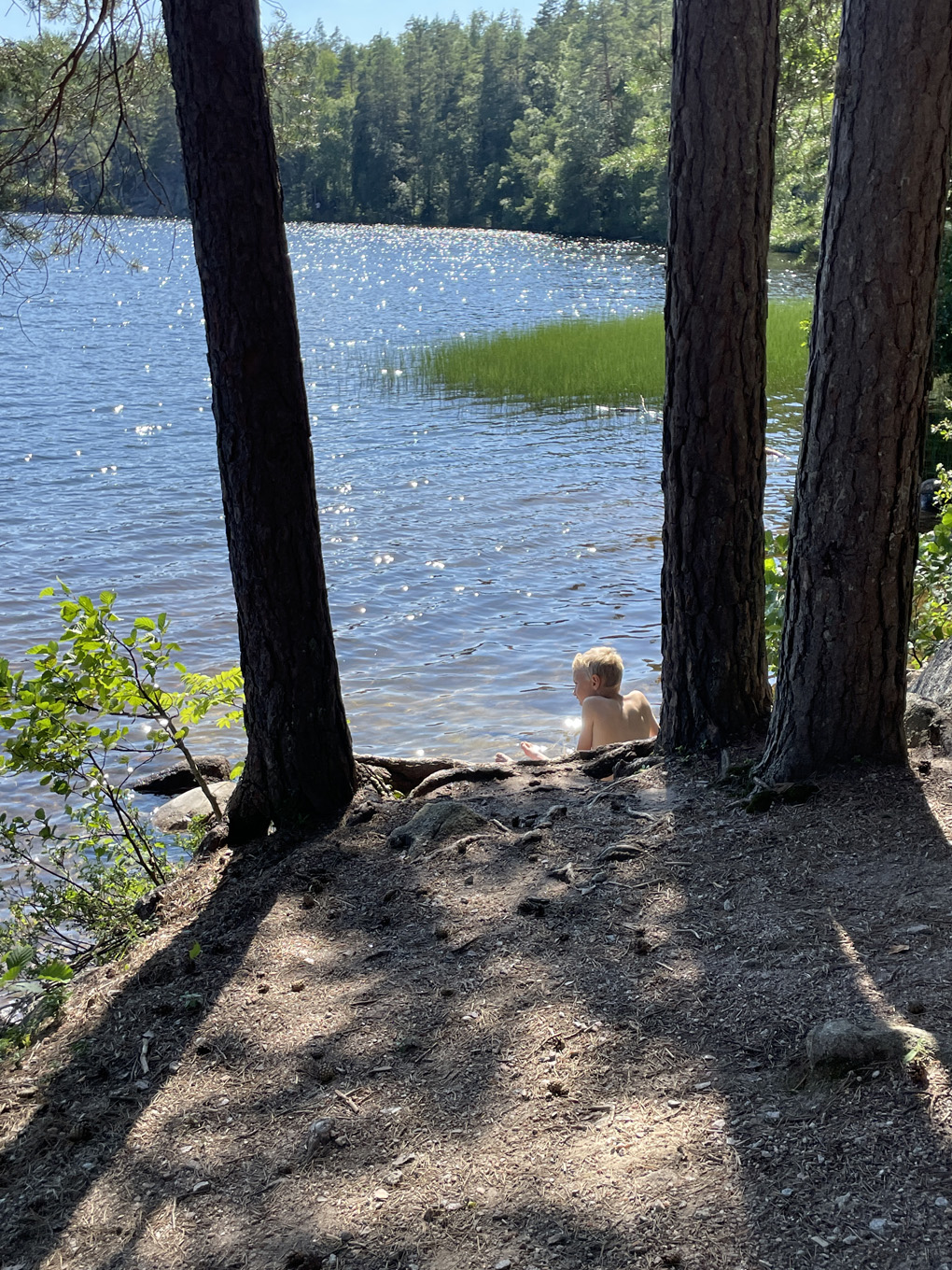 View of a sunny lake through trees.