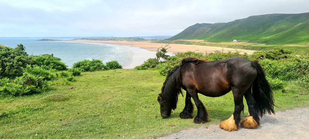 Dark brown pony with glossy coat and white socks eats grass overlooking a golden sandy beach with hills in the distance.