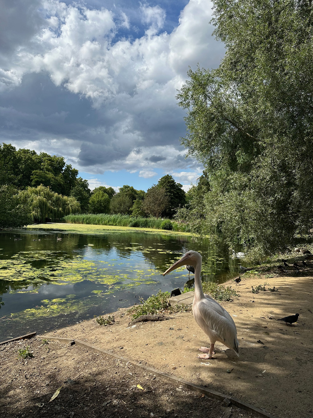 Pelican in St James Park standing by pond.