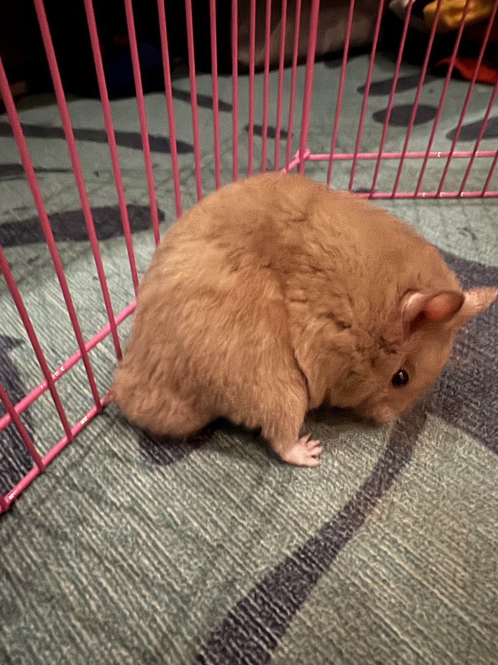 A Syrian hamster hunched up eating a seed in its run