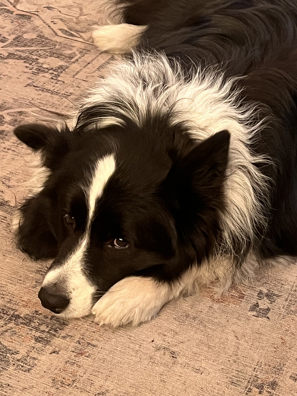A border collie rolling his eyes.