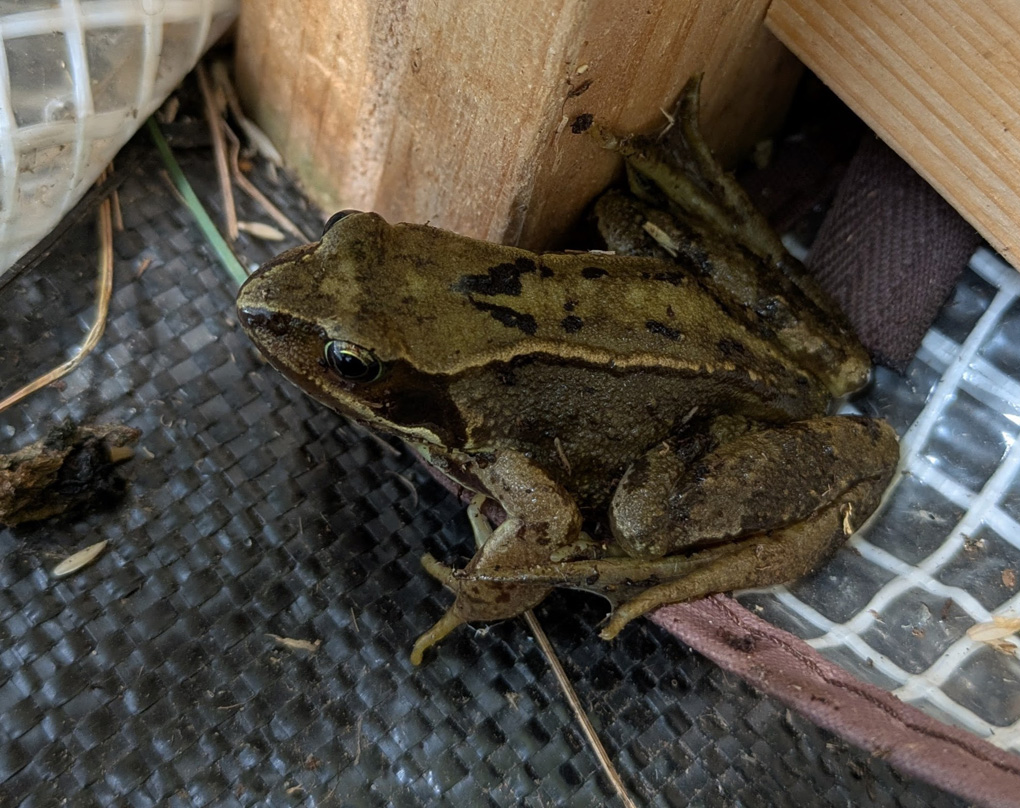 A frog sitting in the corner of a plastic greenhouse looks up at the camera and considers whether and when to hop away to safety
