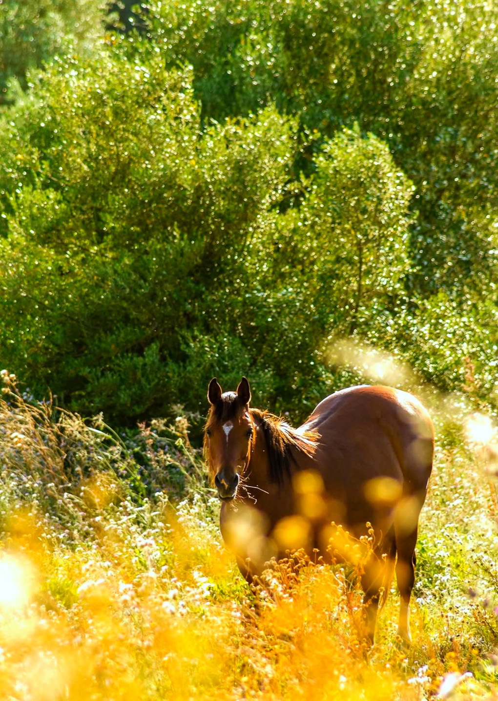 Horse nature love