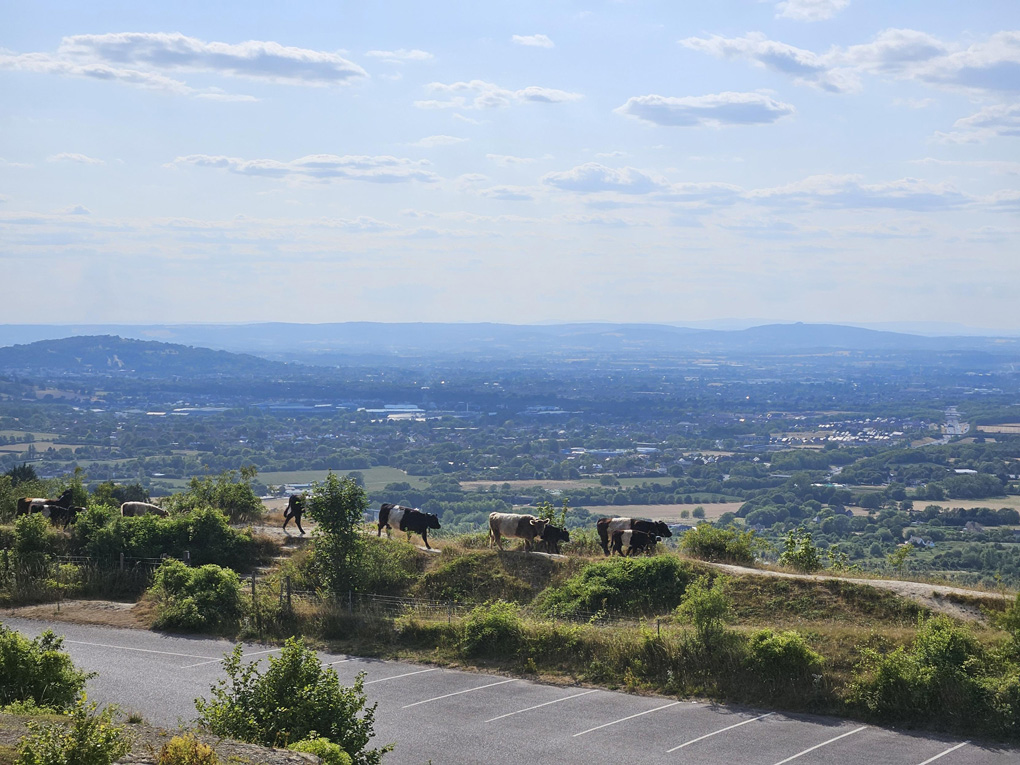 Cows walking in a line with view of the city of Gloucester and surrounding hills behind