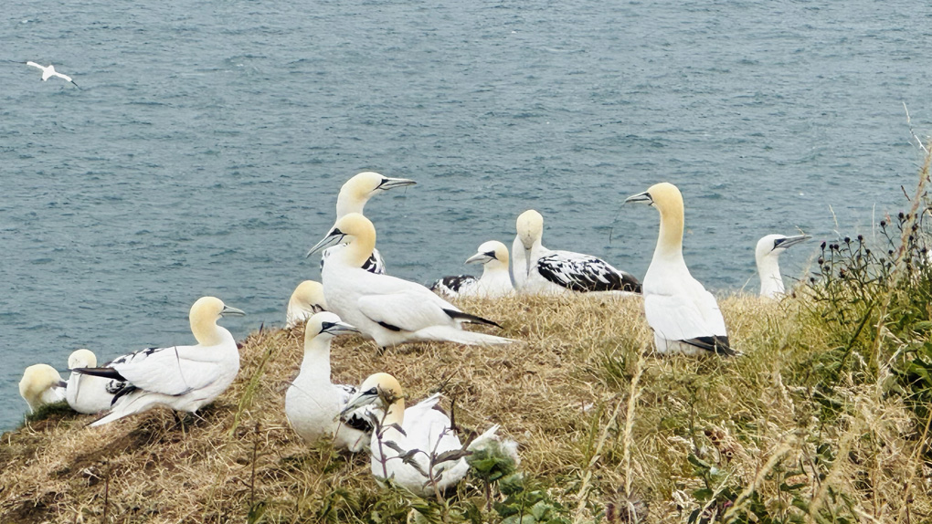 Group of Gannets on cliff edge