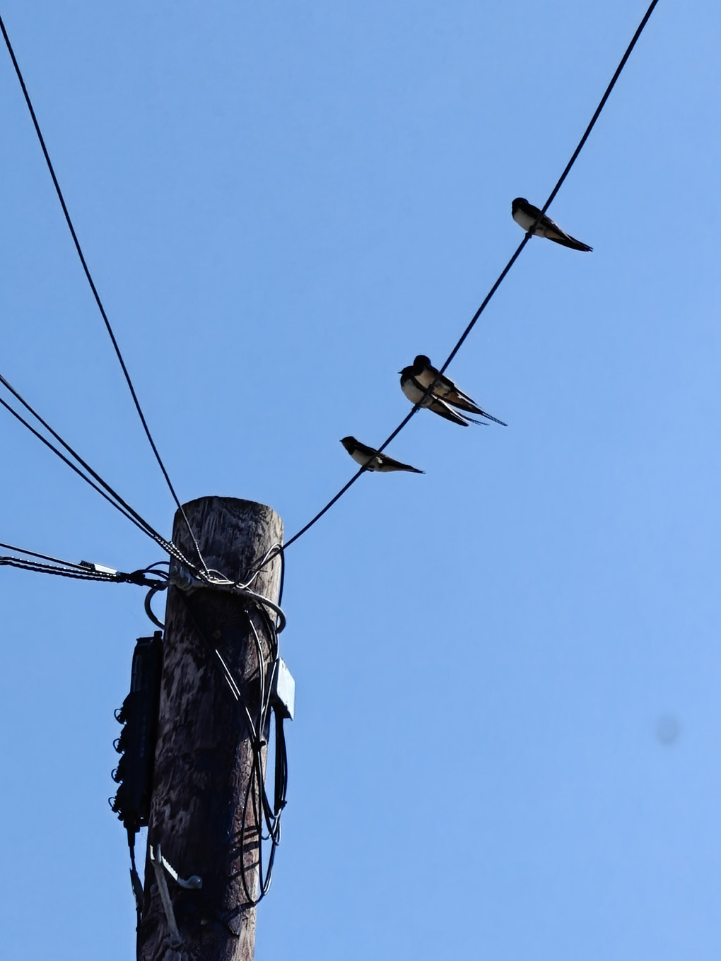 Four swallows rest on the phone lines at the top of a wooden pole, against a clear bue sky..