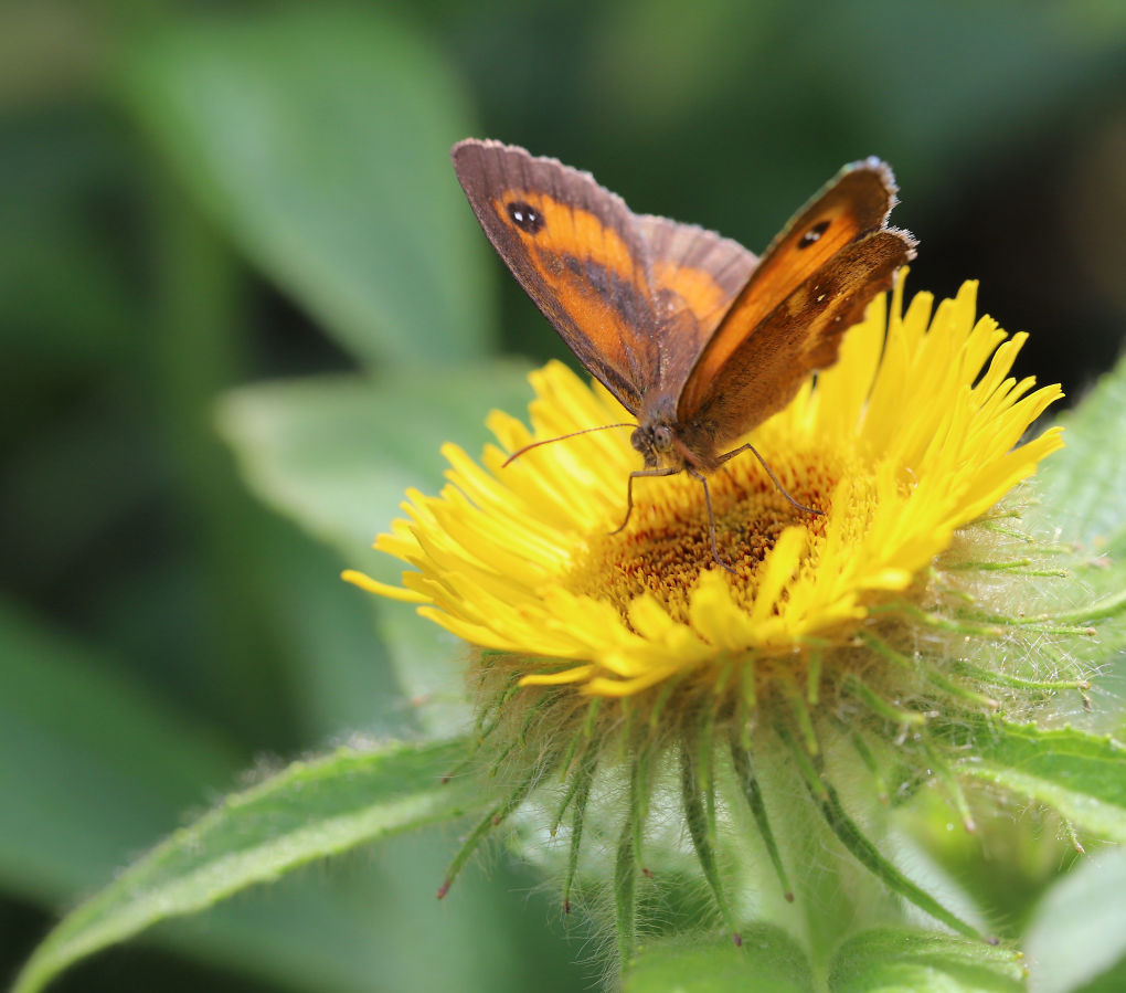 A single butterfly in half profile on a yellow flower. Distinctive black markings on the orange/brown wings mark it at the Gatekeeper.