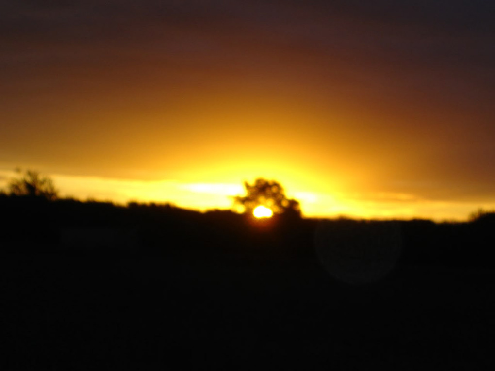 Sun setting behind a tree