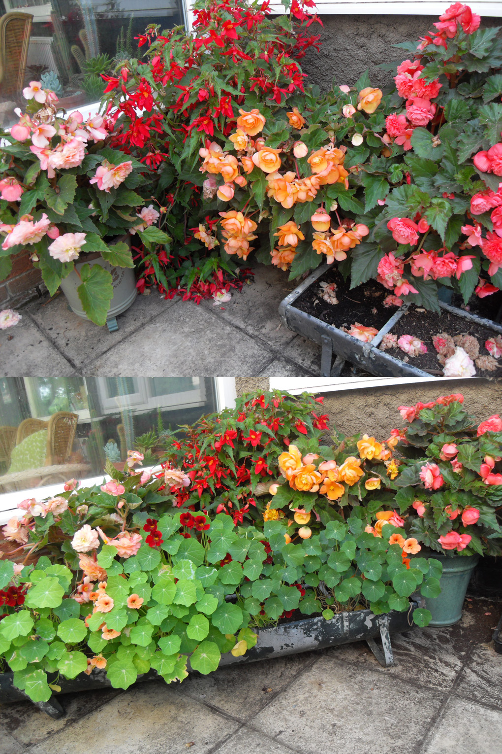 Collection of begonias in fire colours in pots