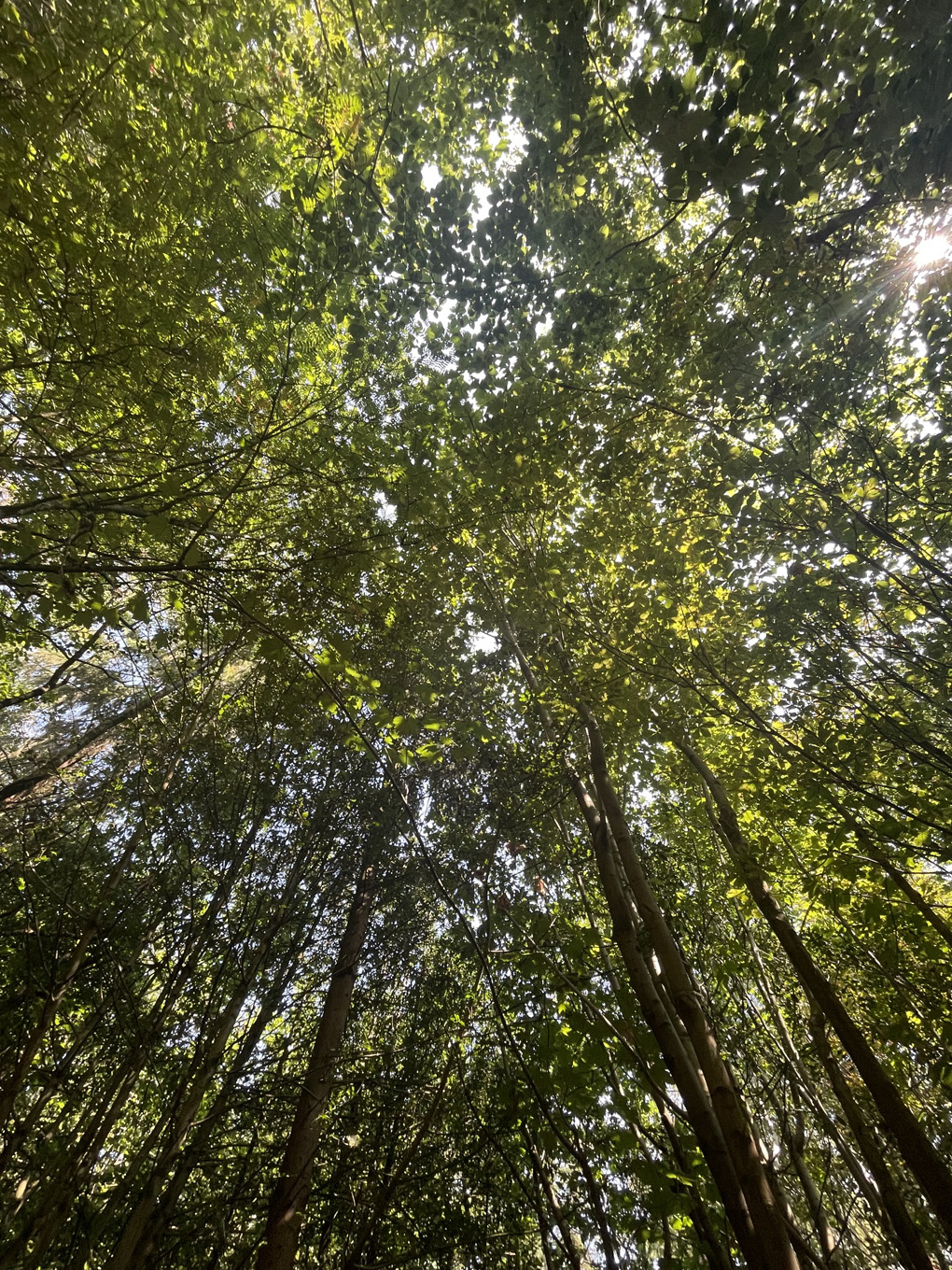 Looking up through green trees at Wendover Woods with sunlight coming through the leaves.