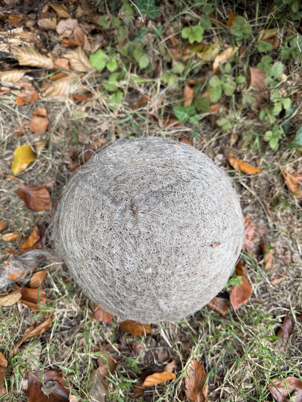 A round woven ball sitting on the grass beside a hedge