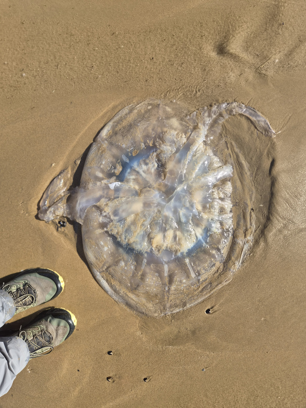 A giant jellyfish lies on sand. My feet next to it provide a sense of scale. The jellyfish is at least 3 (of my) feet in diameter, clear and transluscent with a dark circular ring.