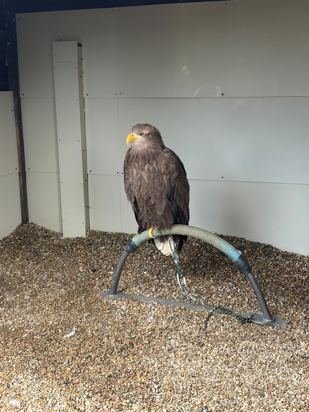 Golden Eagle sitting on a stand