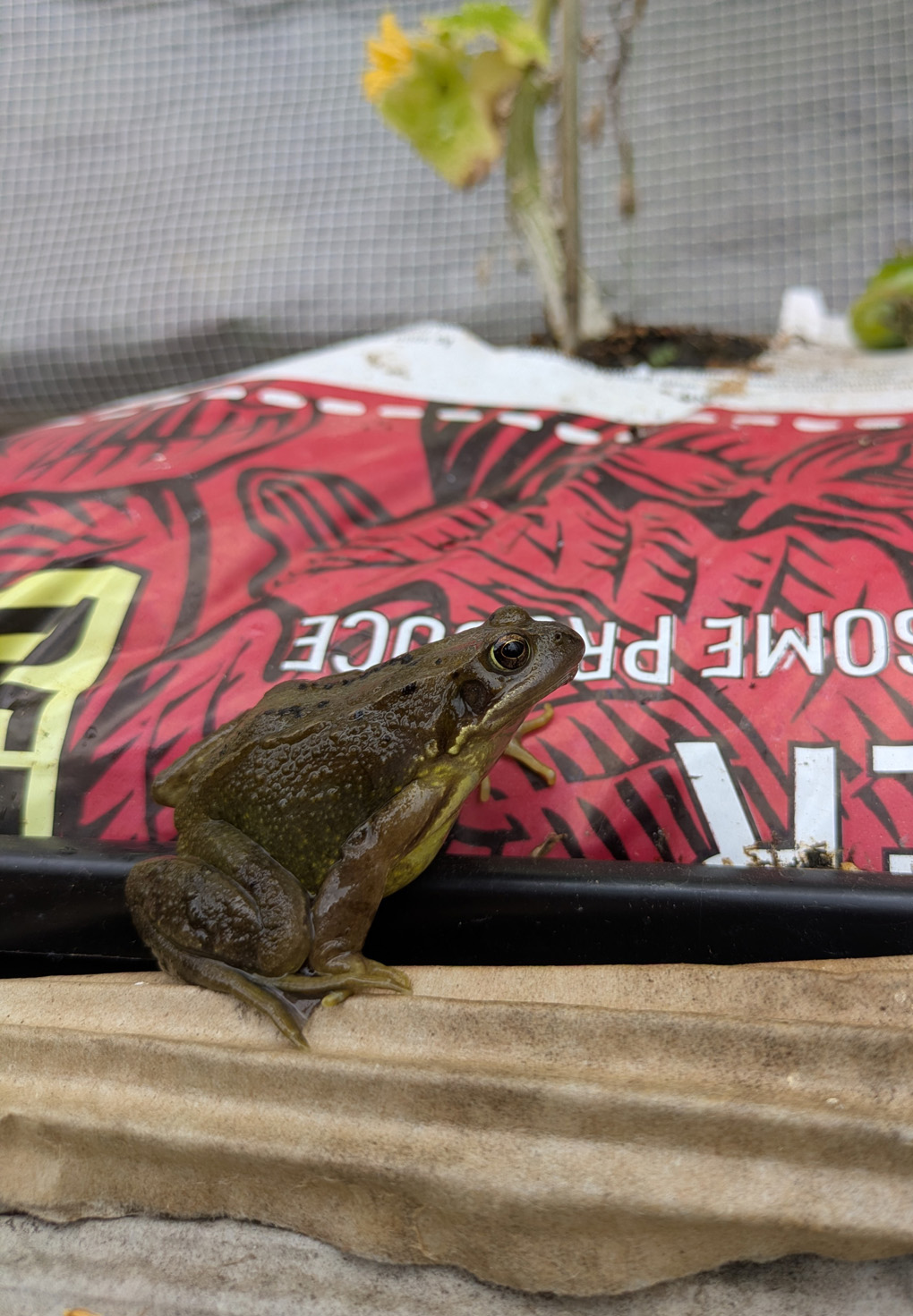 A shiny green frog sits in front of a red grow bag