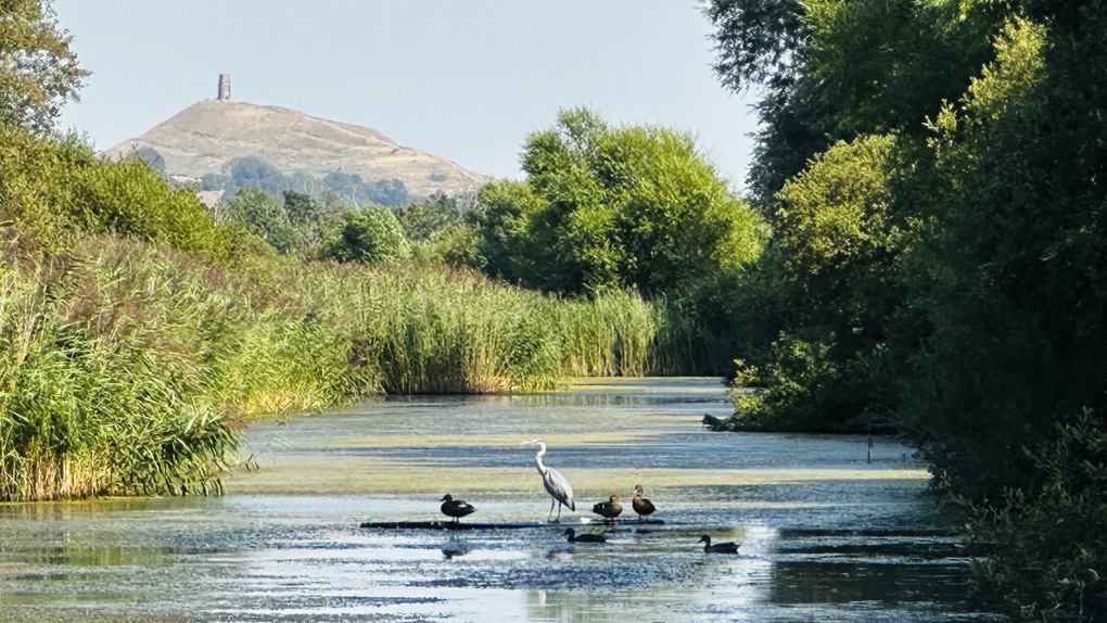 Grey Heron and various ducks on water with Glastonbury Tor in background.