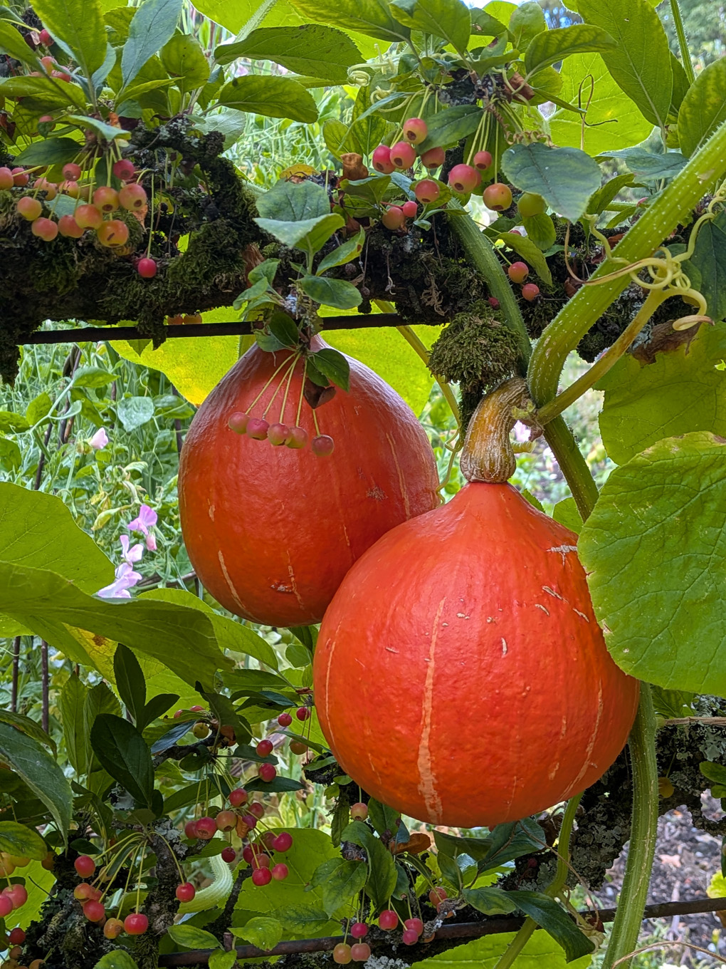 Two beautiful bright orange gourd-like squash the size of grapefruit growing on an old apple covered arch at our favourite garden. Very tempted to pick them !
