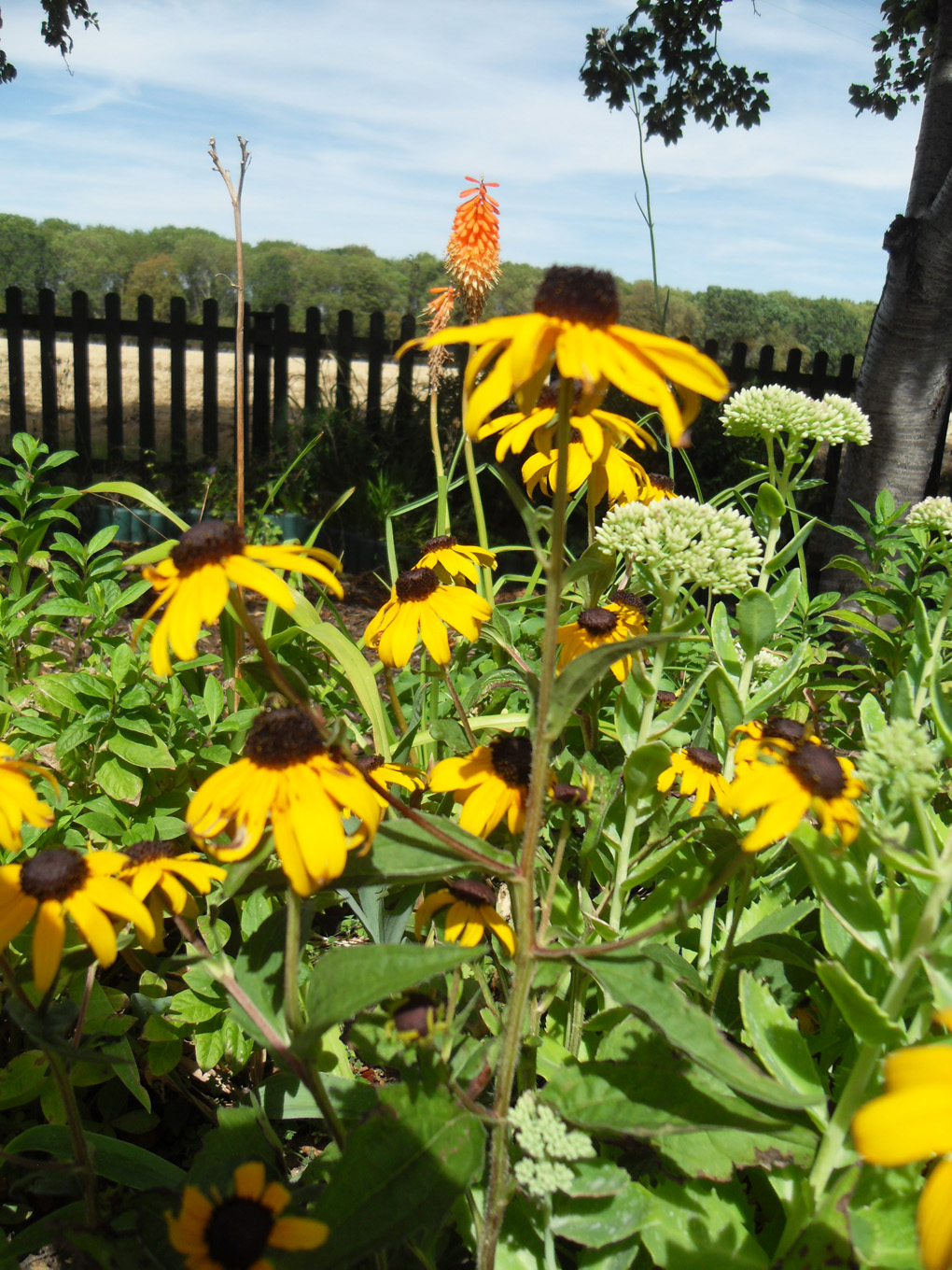 Yellow daisies in a garden setting