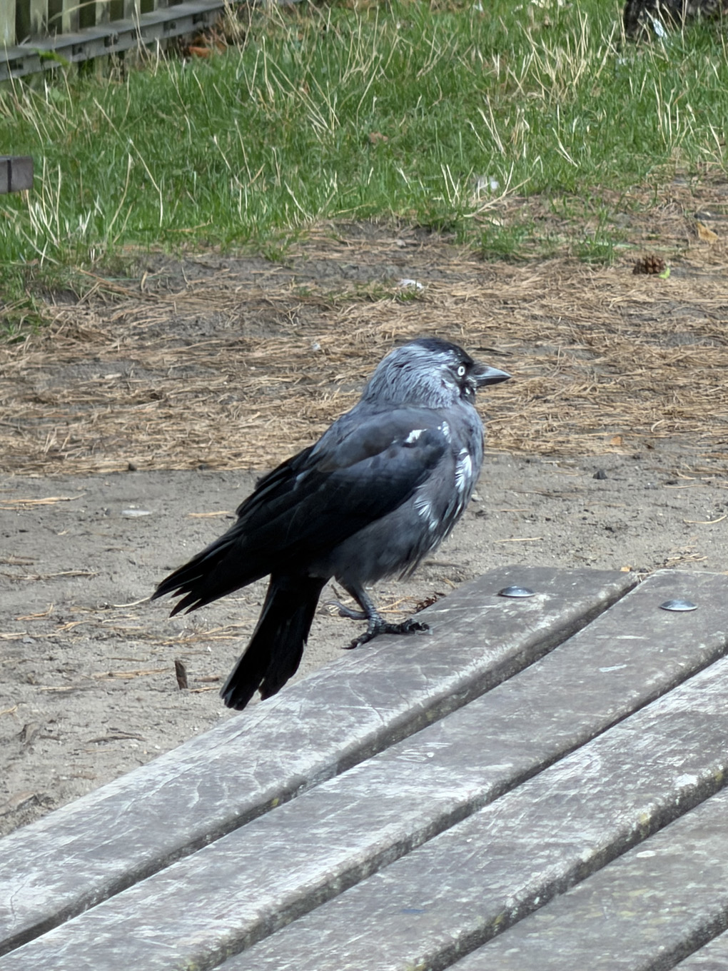 A black and grey bird standing on a wooden table