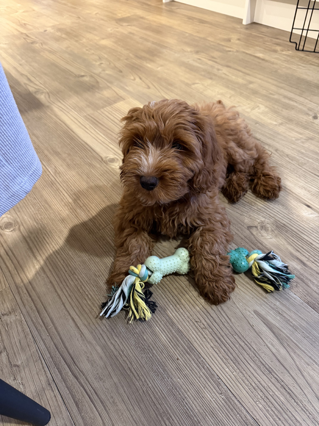 Dog