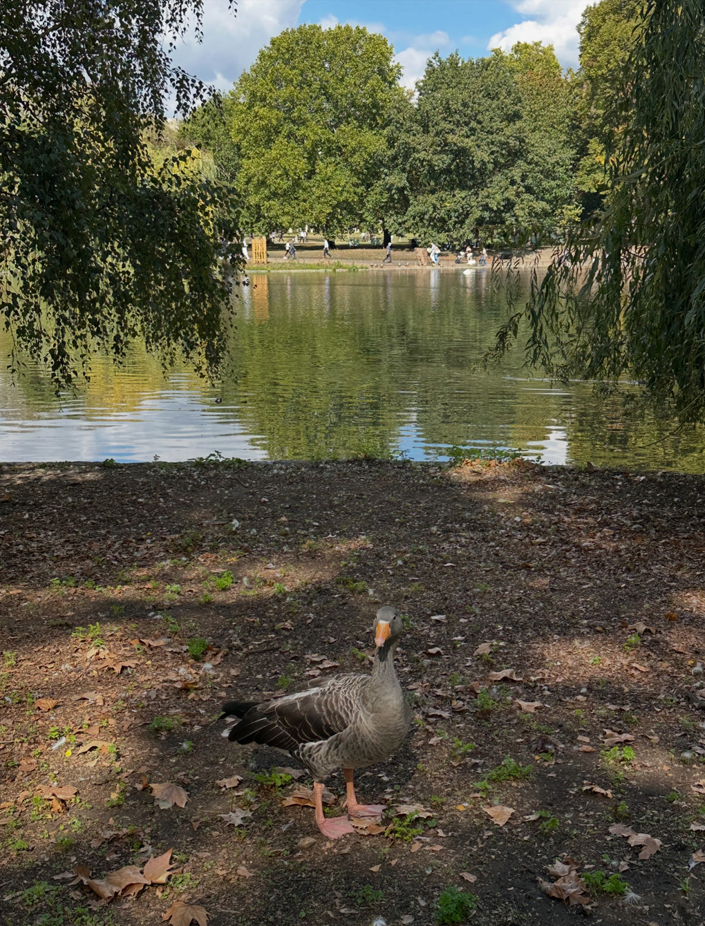 A duck in St James Park by the pond with trees in the distance