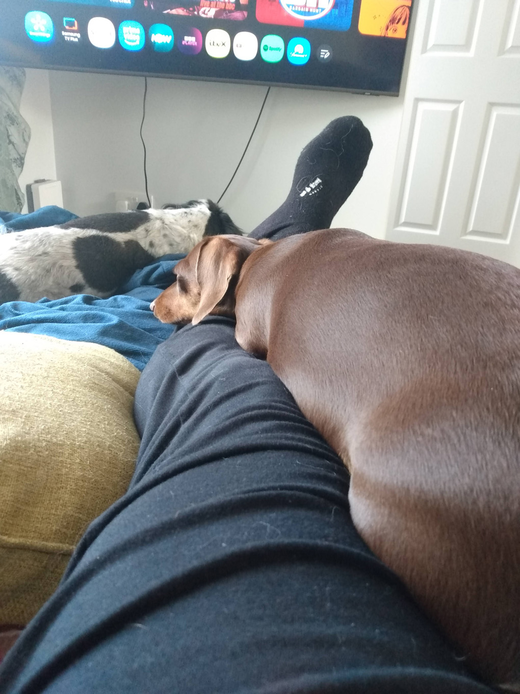 A miniature dachshund lies on my legs, mostly asleep