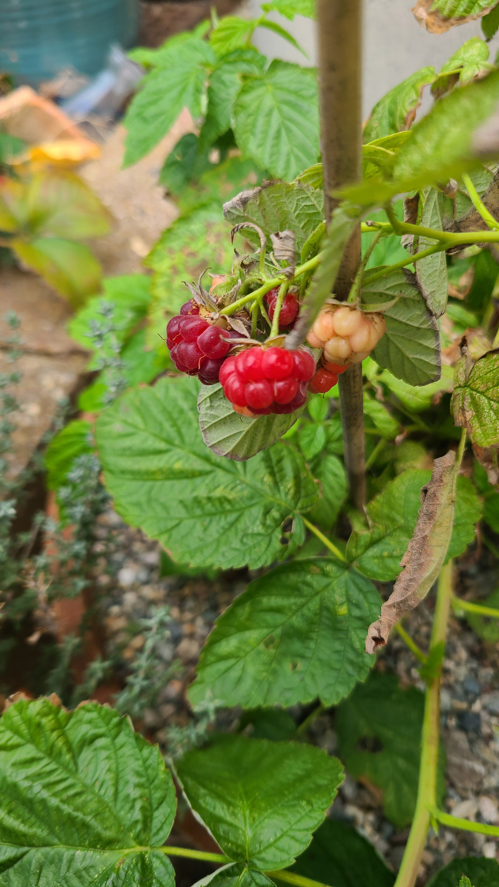 Green leaves with a couple of pink raspberries