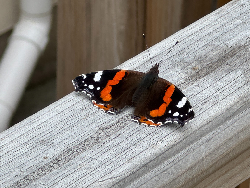 A red admiral butterfly rests on a very dry and grey piece of wood, its black wings with orange banding resting in between flights