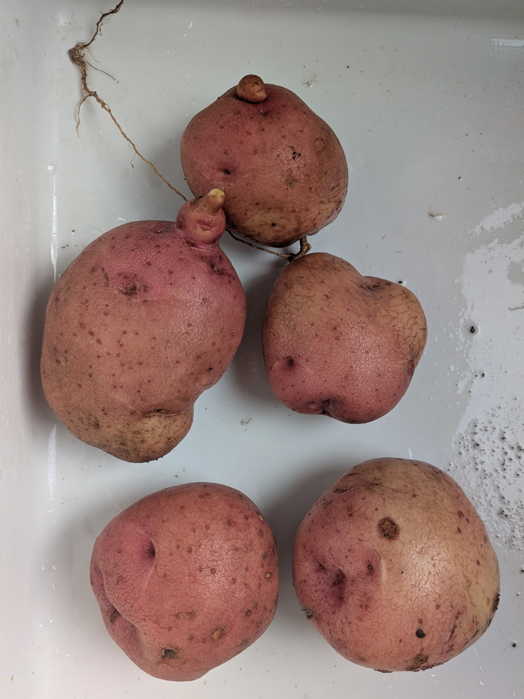 Five big pink slightly knobbly potatoes and a few crumbs of soil sit in a shiny white Belfast sink