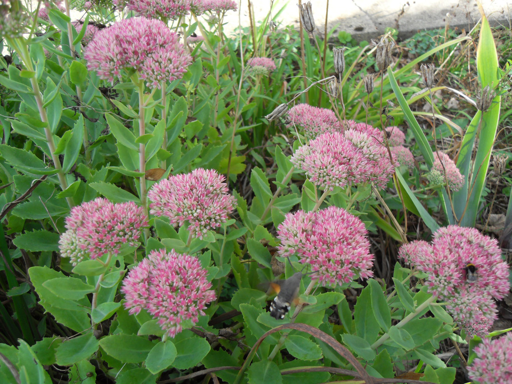 A hummingbird hawkmoth feeding on immature sedums