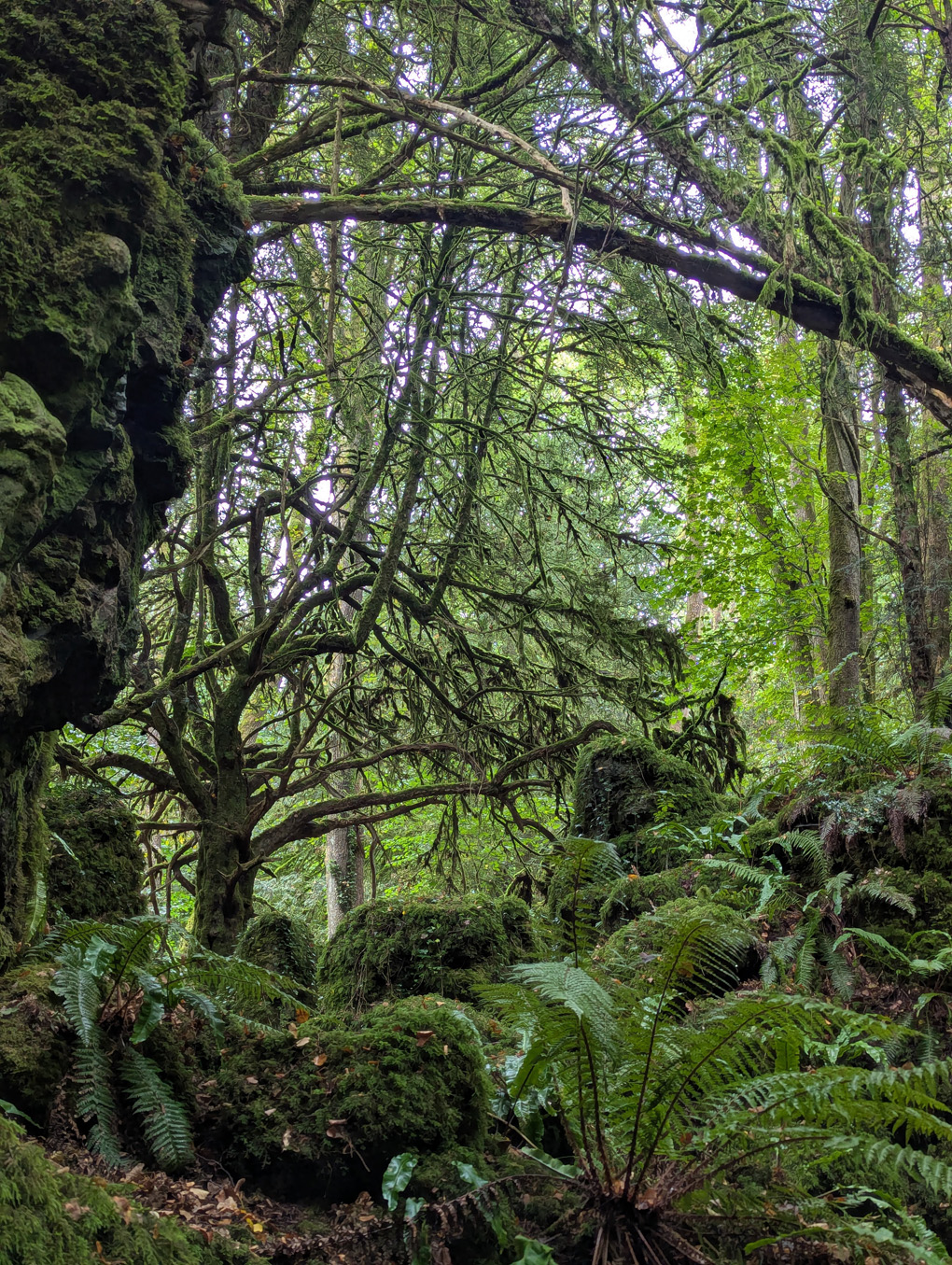 Moss covered trees and rocks in a forest