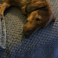 A long haired sausage dog is lying in a slightly twisted position half on his back, half on his side on a sofa