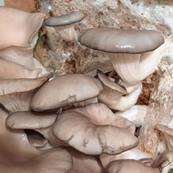 Mushrooms grown indoors just before harvesting.