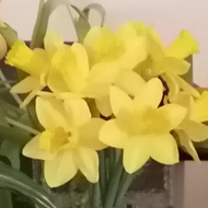 A display of Daffodils and Tulips, with lots of yellow and red blooms.