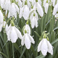 Snowdrops