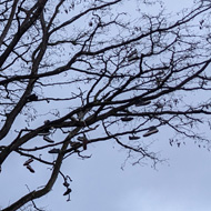 A tree on a grey winter day with branches hung with pairs of shoes laces tied together dangling from the tree