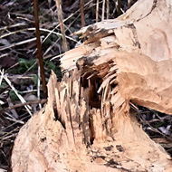 A tree felled with clear evidence of beavers having munched its trucking a beautifully concentric pattern.