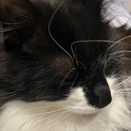 Very fluffy black and white cat sits with his arms folded on a blue and white duvet